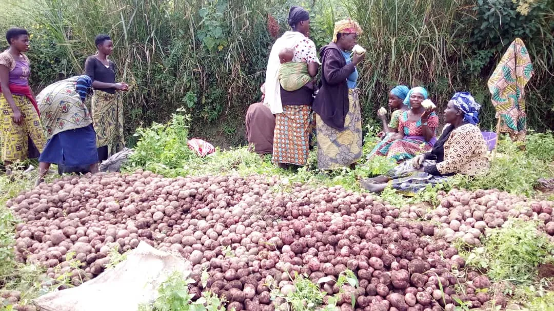 Women and potatoes harvest