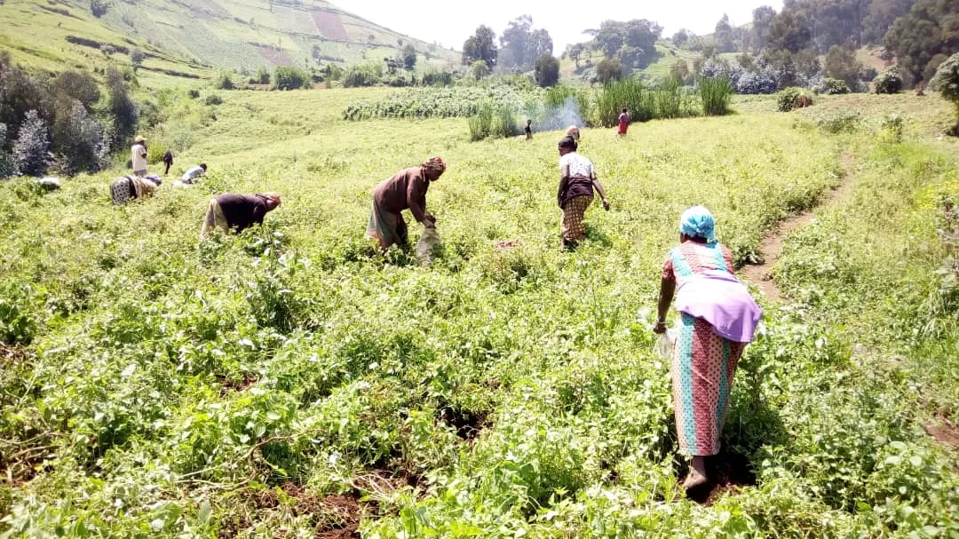 Women working in the field