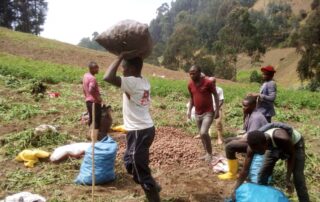 Members of a Not For Sale DRC community cooperative harvest potatoes on a hillside in North Kivu, eastern Democratic Republic of Congo, 2024. Ebola outbreak DRC 2026