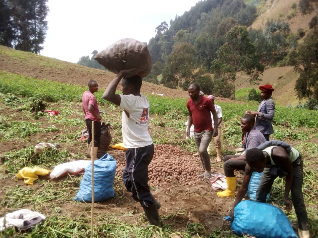 hero-harvest-hillside Members of a Not For Sale DRC community cooperative harvest potatoes on a hillside in North Kivu, eastern Democratic Republic of Congo, 2024. Ebola outbreak DRC 2026
