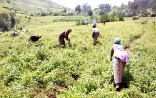 Cooperative members tend crops in eastern DRC. Not For Sale's agricultural cooperatives in the Masisi region provide income alternatives to informal mining. Ebola outbreak DRC 2026