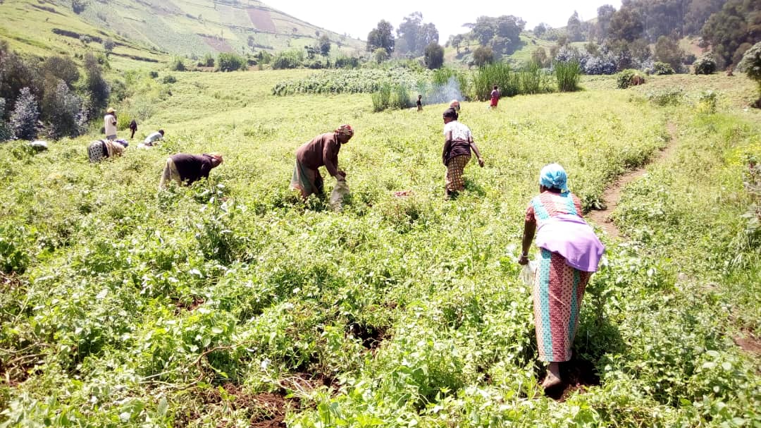 Cooperative members tend crops in eastern DRC. Not For Sale's agricultural cooperatives in the Masisi region provide income alternatives to informal mining.