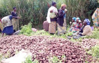 Members of a Not For Sale DRC community cooperative harvest potatoes on a hillside in North Kivu, eastern Democratic Republic of Congo, 2024. Ebola outbreak DRC 2026.